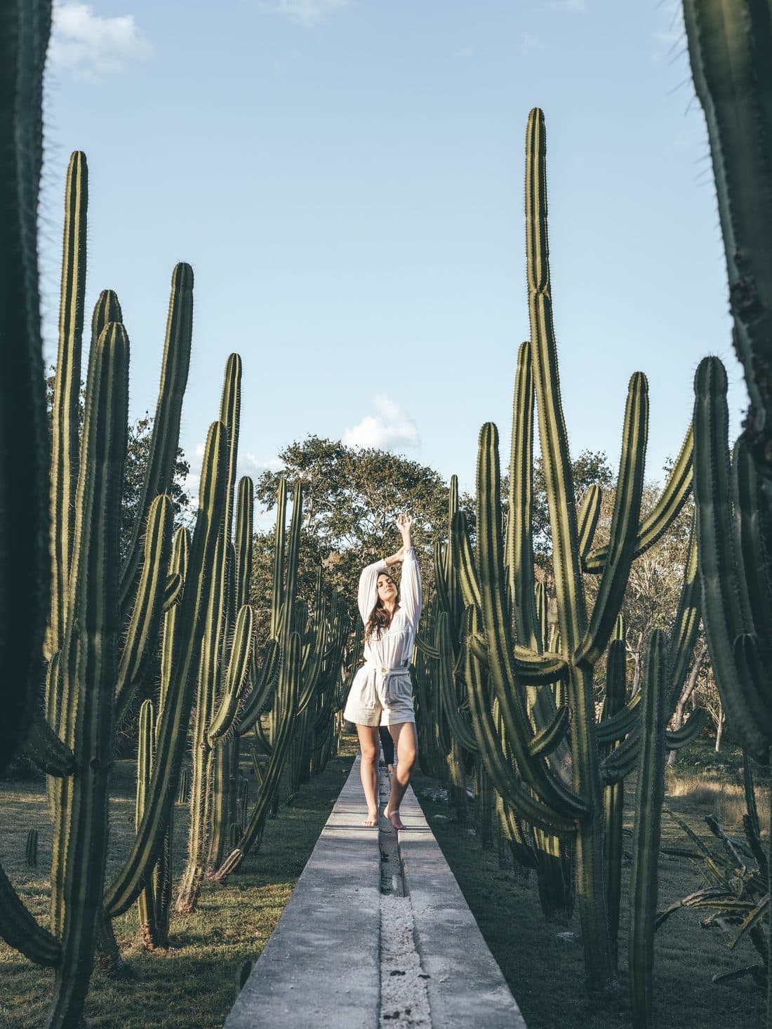 El camino del jardín de cactáceas